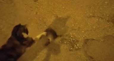 Elazığ'da kedinin fare ile oyunu kamerada
