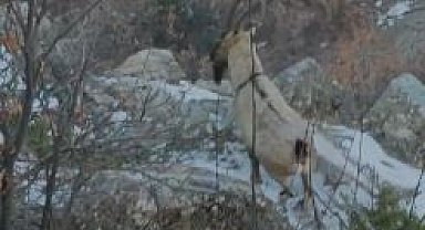 Elazığ'da koruma altında bulunan çengel boynuzlu dağ keçileri görüntülendi
