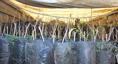 Elmalı'da 50 çiftçiye daha Toros fıstığı fidanı hibe edildi