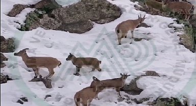 Erzincan'da dağ keçileri karlı arazide yiyecek ararken görüntülendi
