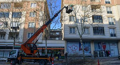 Esenyurt'ta ağaçlar budama çalışmalarıyla güçleniyor