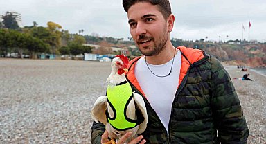 Falezlerden düşen tavuğu denizden kurtarıp sahiplendi, şimdi yanından ayrılmıyor