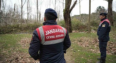 Firar eden ayı havadan ve karadan aranıyor