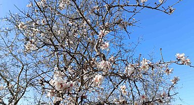 Gazipaşa'da badem ağaçları "yalancı bahar"a aldandı