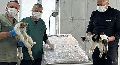 Hakkari'de donma tehlikesi geçiren kediler kurtarıldı