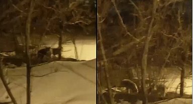 Hakkari'de kurt sürüsü görüntülendi