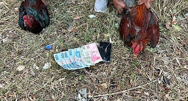 Hatay'da horoz dövüşü baskını: 14 kişiye 41 bin 350 lira ceza