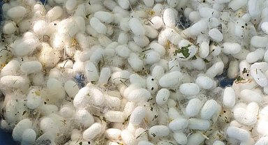 Hilvan'da ipek böcekçiliğinde hedef 1 ton koza