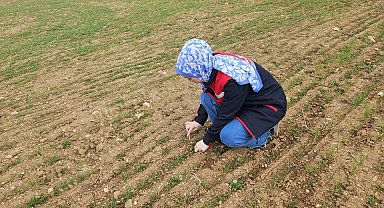 Hububat ve haşhaş ekili alanlarda arazi kontrolleri yapmaya devam ediyor
