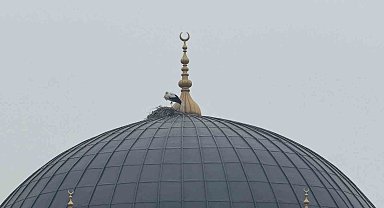 Iğdır'ın simgesi leylekler bu yıl da şehri terk etmedi