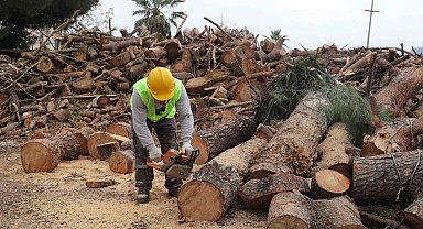 İhtiyaç sahiplerinin odunları park ve bahçelerden