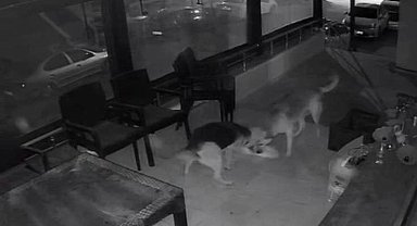 İki sokak köpeğinin, kediye saldırı anı kamerada