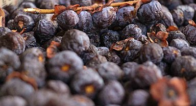 İki yılda bir meyve veren ağacın meyvesi, olgunlaşınca değil çürüyünce tüketiliyor