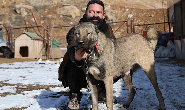 İklim değişikliği kangal köpeklerinin yapısını değiştirdi