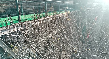 İncir ağacı kışın meyve verdi