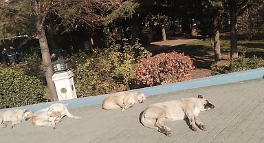 Isınmak isteyen sokak köpekleri kaldırımda güneşlendi