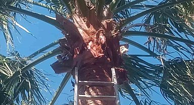 İskenderun'da ağaçta mahsur kalan kedi kurtarılarak sahibine teslim edildi