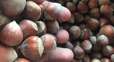 İtalya ve ABD'nin fındığı az olunca piyasanın patronu Türkiye oldu