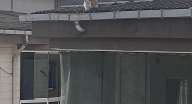 İtfaiye ekibinin kedi kurtarma mesaisi