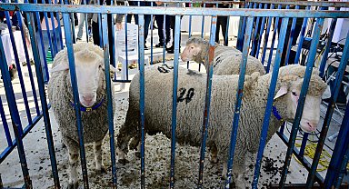 İzmir Aliağa'da 'damızlık koç'lar dağıtıldı