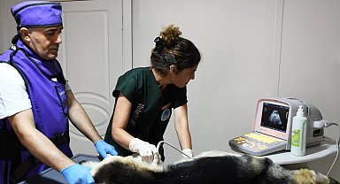 İzmir Karabağlar'dan sokak hayvanlarına modern hizmet