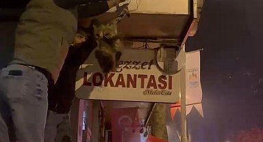 İznik'te kablolara dolanan kedi kurtarıldı