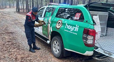 Jandarma ekiplerinden yaralı yırtıcı kuş doğana şefkat eli