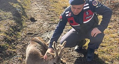 Jandarma ekiplerinin bulduğu yaralı karaca tedavi altına alındı