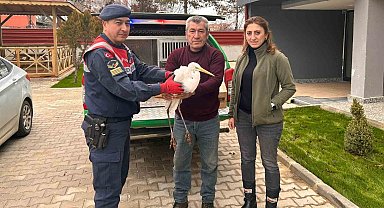 Jandarmanın yaralı olarak bulduğu büyük ak balıkçıl tedavi altında