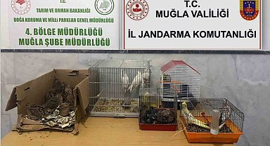 Kaçak ırk hayvan satıcılarına 77 bin 500 TL ceza