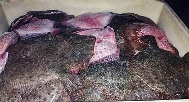 Kaçak kalkan balığı avcılığına operasyon: 3 bin 620 kilo kalkan balığı ele geçirildi
