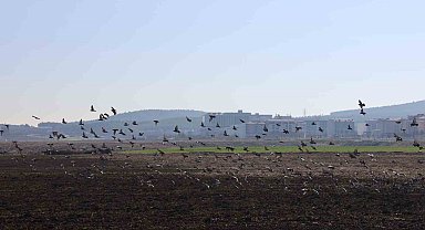 Kahramanmaraş'ta güvercinlerden görsel şölen