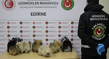 Kapıkule'de bagajdan kaçak köpekler çıktı!