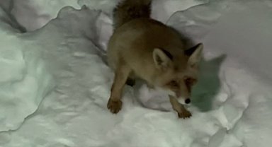 Kapılarına gelen tilkiyi elleriyle beslediler