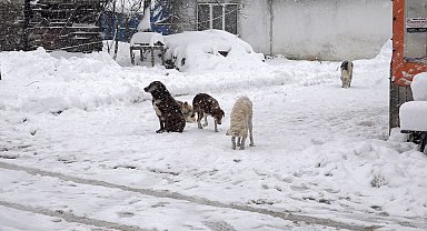 Karda aç kalan sokak hayvanlarına köylüler sahip çıkıyor