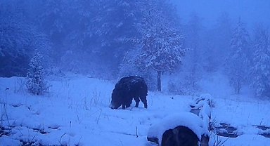 Karlı havada yiyecek arayan domuzun görüntüleri kameraya yansıdı