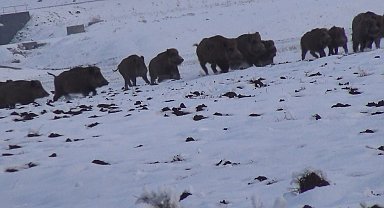 Kars'ta gazetecilerin domuz sürüsüyle imtihanı