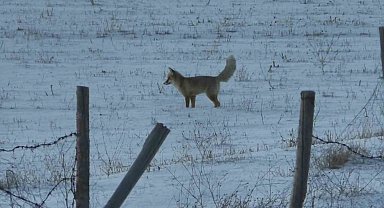 Kars'ta kızıl tilkiler karlı arazide yiyecek ararken görüntülendi