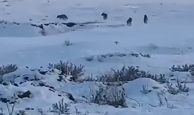 Kars'ta kurt sürüsü böyle görüntülendi