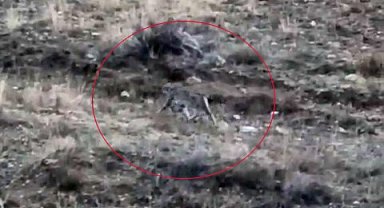 Kars'ta vaşak görüntülendi
