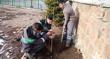 Kayseri Talas'ın kamu alanlarına kestane fidanı
