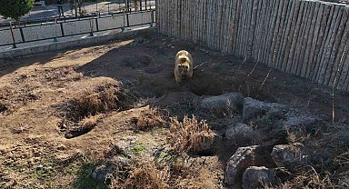 Kayseri'deki ayılar kış uykusuna yatmadı