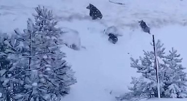 Kazdağları'nda kış uykusuna yatmayan ayı ve yavruları kameraya yansıdı