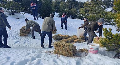 Kazdağları'nda yoğun kar yağışı nedeniyle yaban hayvanlarına yem bırakıldı