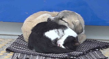 Kedi ve köpeğin görüntüsü soğuk havada yürekleri ısıttı