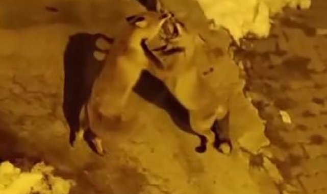 Kedilerin mamalarından tilkiler de nasipleniyor