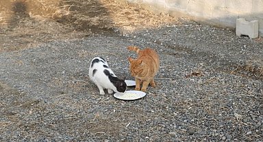 Kediyle orijinal ve sahte peynir testi