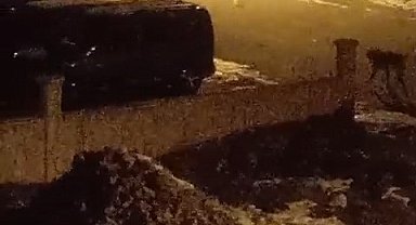 Kelkit'te ilginç görüntü: Vaşak ve kangal köpeği yan yana