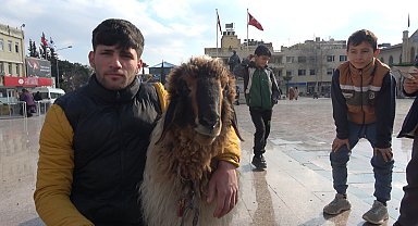 Kilis sokaklarında koyunu ile gezen genç ilgi odağı oldu