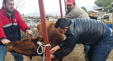 Koçarlı'da hayvan sağlığı çalışmaları sürüyor